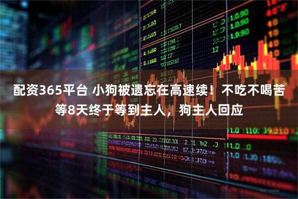 配资365平台 小狗被遗忘在高速续！不吃不喝苦等8天终于等到主人，狗主人回应