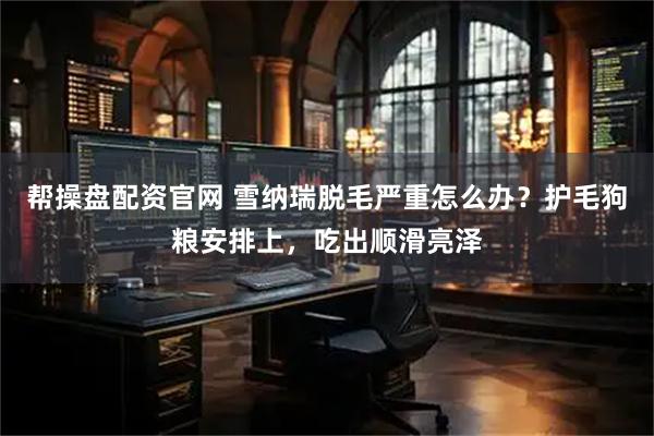 帮操盘配资官网 雪纳瑞脱毛严重怎么办？护毛狗粮安排上，吃出顺滑亮泽