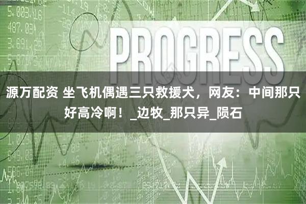 源万配资 坐飞机偶遇三只救援犬，网友：中间那只好高冷啊！_边牧_那只异_陨石
